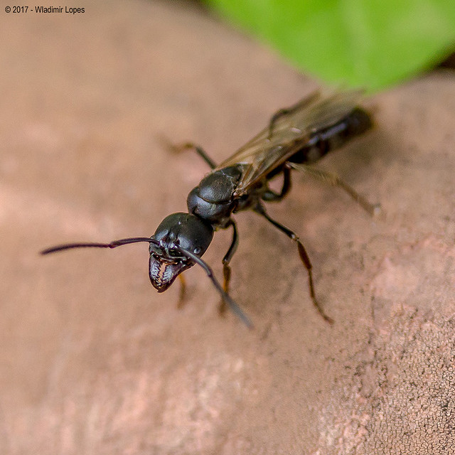Formiga Rainha Alada / Alate Queen Ant