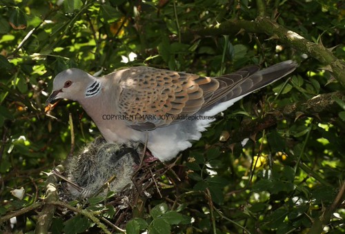 Turtle_Dove (126) | by wildlifelover69
