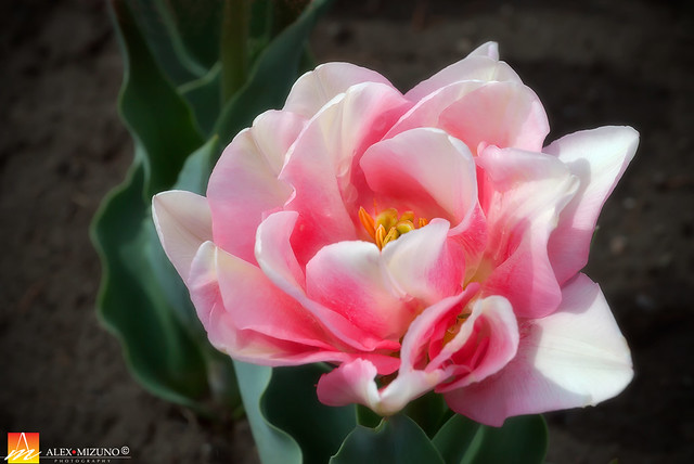 White-Tulip