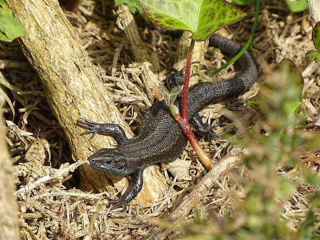 Common Lizard (Zootoca vivipara), melanistic form