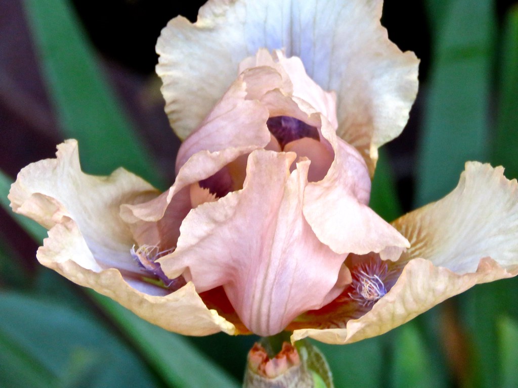 New Pink Iris Just Opened <> IMG_0610 - Version 2
