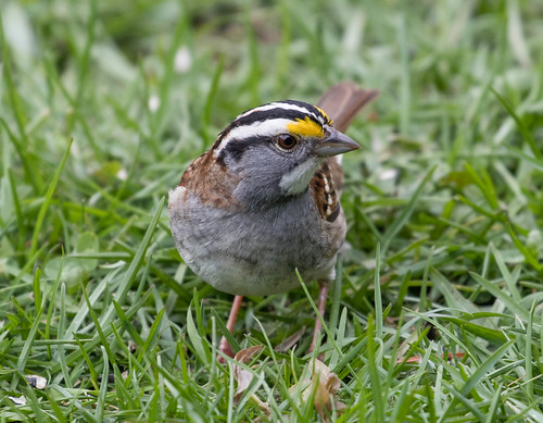 White-throated Sparrow