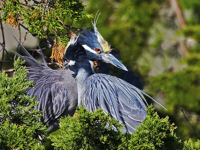 Yellow-crowned Night Herons Hug It Out