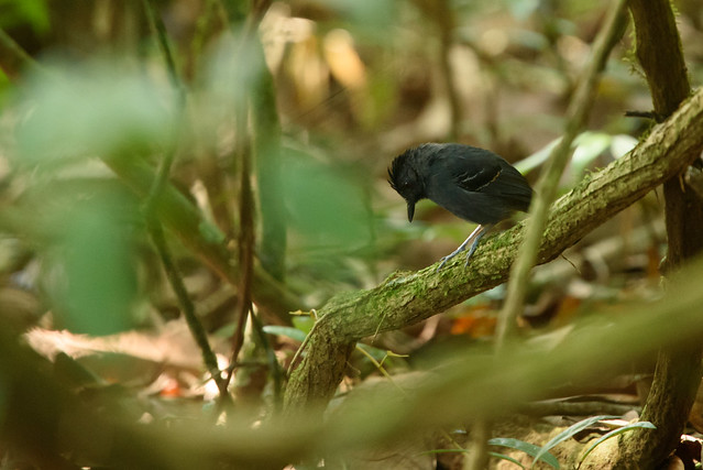 Black-headed Antbird (Percnostola rufifrons)