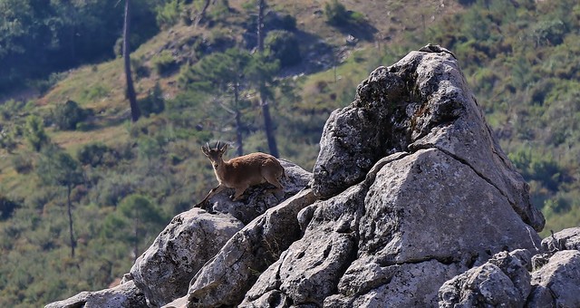 Iberian Ibex      (Capra pyrenaica)