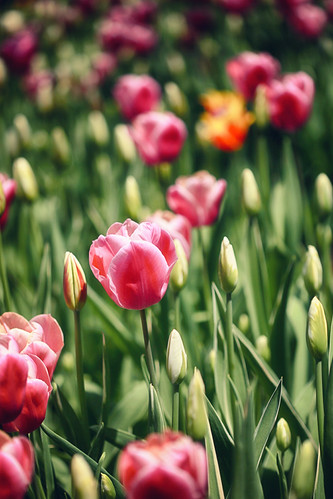 Popping Up | by flashfix