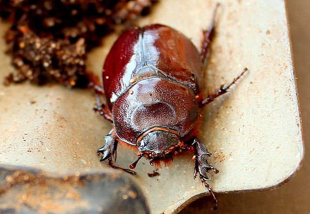 Oryctes nasicornis Nashornkäfer European rhinoceros beetle
