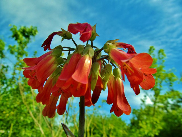 .Kalanchoe tubiflora flower