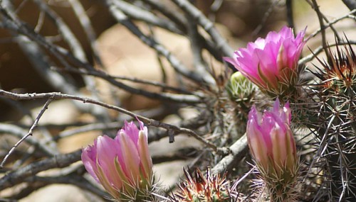 American Wild West In Bloom.   #wildwest #america #americanwest #photography #joshuapettitphotography #southernutah #southernutahphotography #cactus #desert #cacti #inbloom #instagram #igersutah #inspiredbynature #stgeorgeutah #hurricaneutah #washingtonco | by survivemyphotography