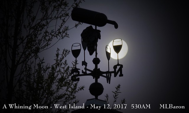 A Whining Moon West Island - Fairhaven, MA May 12 2017