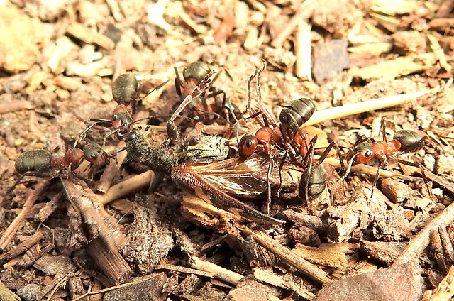 Southern Wood Ants killing a long-horn beetle in the New Forest.