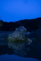 鏡桜 (Fukushima)