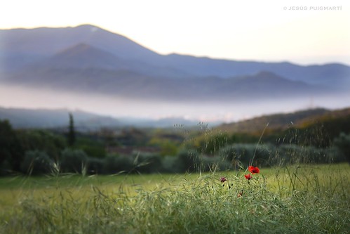catalonia catalunya catalunyaexperience barcelona unesco color nature poppy spring nikon tamron90mm morning sunrise fresh mediterranean mediterrani primavera