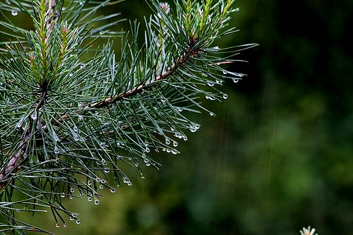 Pinus sylvestris - pin sylvestre 34002371170_5e289d4fb8
