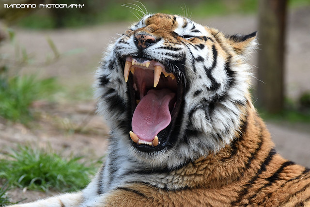 Siberian tiger - Zoo Amneville