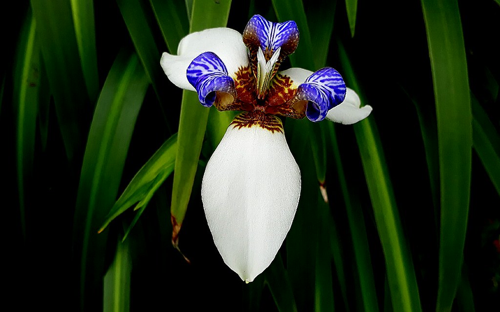 巴西鳶尾學名 Neomarica Gracilis 英名 Walking Iris Apostle S Iris Flickr