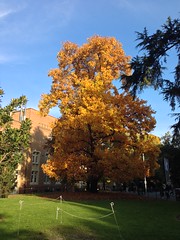 Tree outside Wilson Hall, University of Melbourne