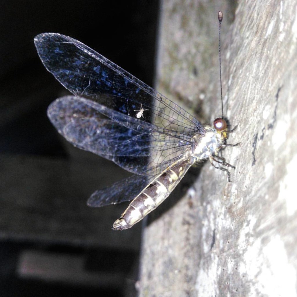 Iich Insects #insect #insects_of_our_world #ip_insects #insectsworld #u… | Flickr