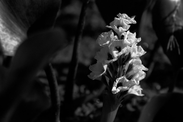 Nature in Black and White