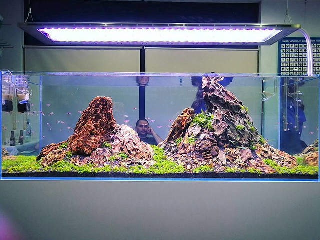 Frontal picture of the 150cm Iwagumi tank scaped at @ecoarium store in Porto, now with the @LUPYLED The.ONE.nr146   #FAAO #Aquaflora #Aqvainnova #Aquascaping #planted #aquarium #aquatic #plant #freshwater #plantedtank #aquascape #plantedaquarium #Ecoarium