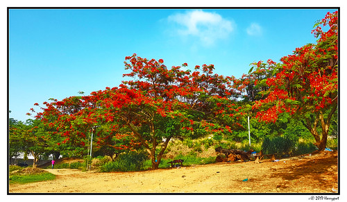 harrypwt abuja nigeria city trees flamboyant steet park samsungs7 s7 people colorful red paintinglike framed