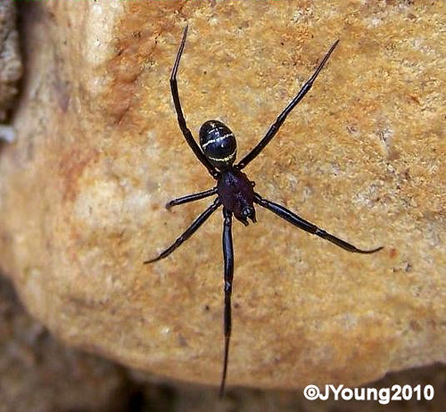 False Button Spider Theridiidae_SteatodaMarmorata_FalseButtonSpider_100_6590 | Flickr