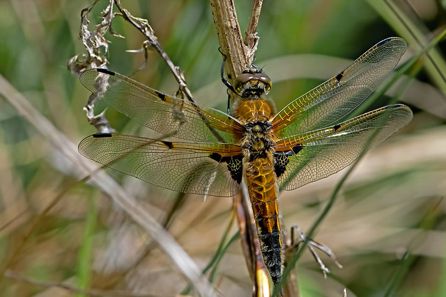 Libellula quadrimaculata - the Four-spotted Chaser (male)