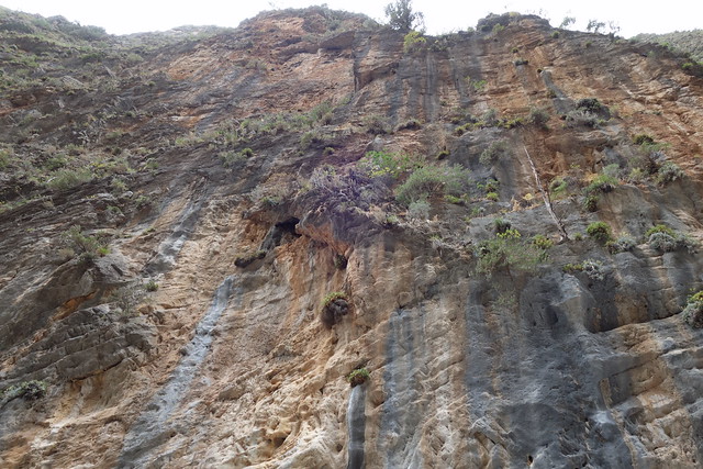 Samaria gorge cliff vegetation