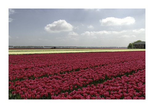 rural landscape dutch tulip tulips polder