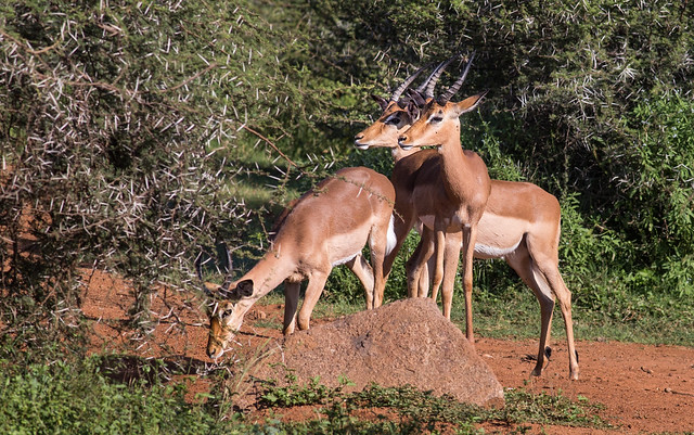 Impalas in Pilanesberg reserve, South Africa