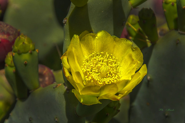 4335.Cactus Flower.