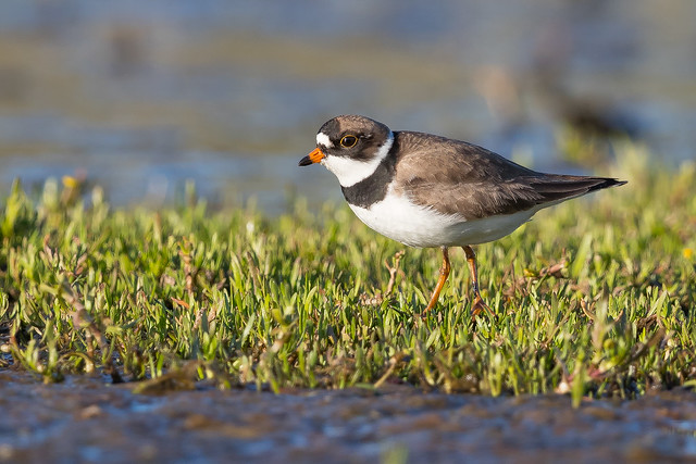 Semipalmated Plover (X74_4340-1)