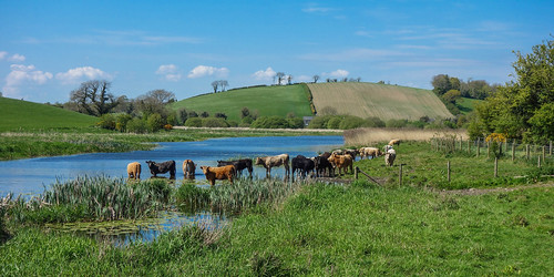 rural landscape cows river fields sky blue cattle swimming quoile pondage