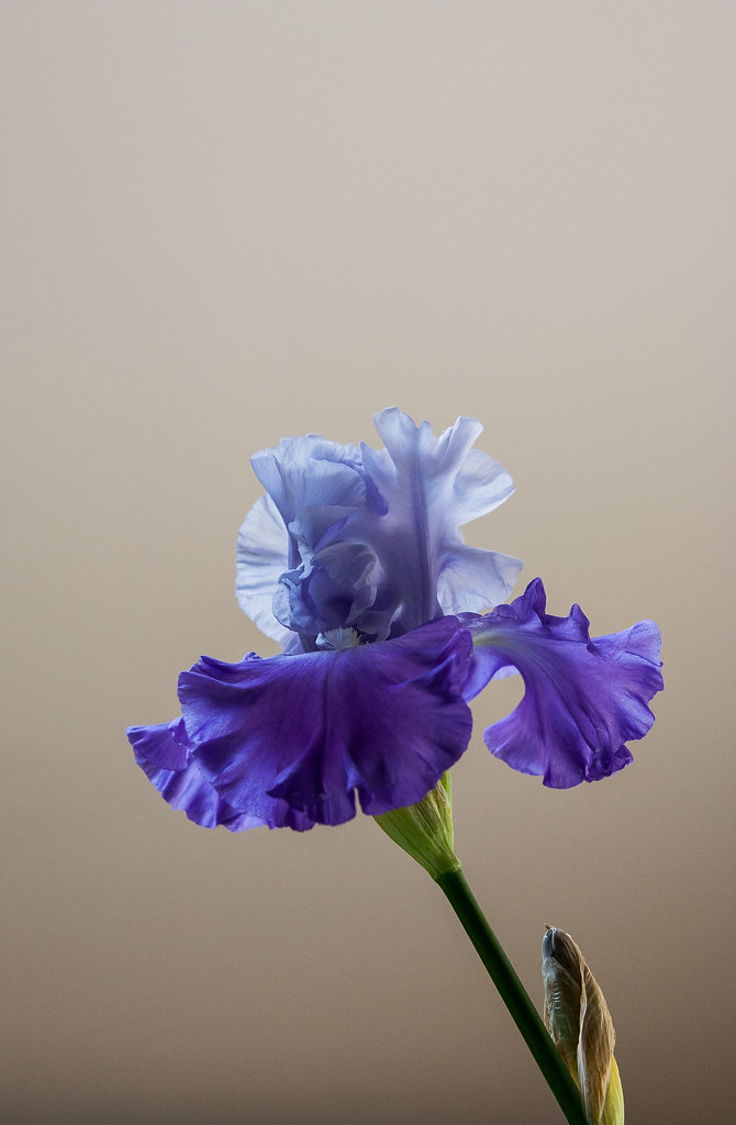 simply iris