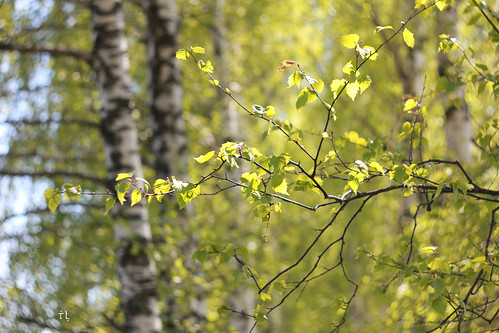 birch tree branch trunk leaf leaves light bokeh nature bark helios442 ussrlens canon canoneos550d plant wood grove birchgrove