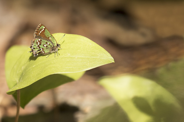 Hessel's Hairstreak (Callophrys hesseli)