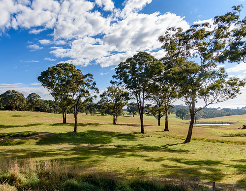 grass autumn landscape nature australia pasture nonurban rural centralwest newsouthwales clouds agriculture countryside scene country scenery paddocks travel gumtree scenic fields outdoors green nsw grassland trees field