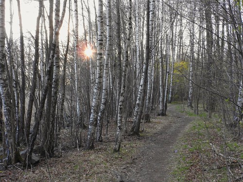 birches woods path spring viikki helsinki finland green white birchtrees sunset dusk evening springevening treetrunks