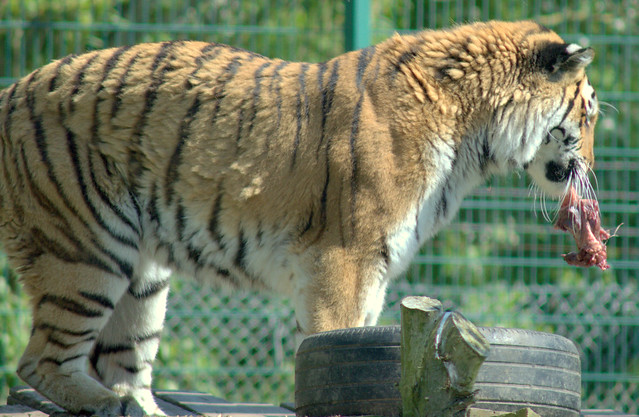 Tiger at Blackpool Zoo
