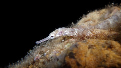 Pipefish (Corythoichthys sp.)