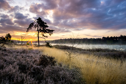 sunrise herentals lichtaart kasterlee heather sony a6000 samyang 12mm landscape
