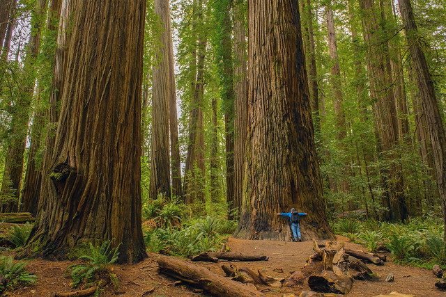 redwoods stout-2684ps2 - Explored