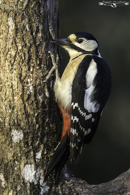 Great spotted woodpecker - Dendrocopos major - Pico picapinos.