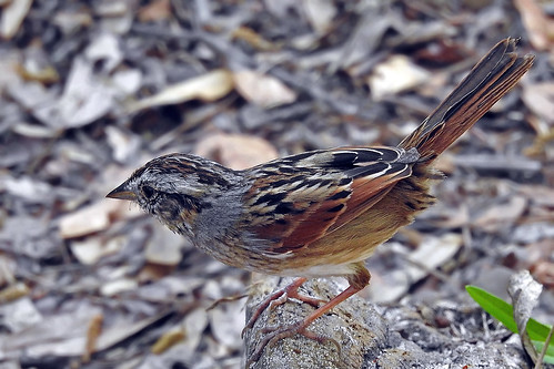 birds sparrow swamp swampsparrow melospizageorgiana colorful goldheadbranch sp statepark florida fl claycounty keystoneheights p900 nikon millcreek