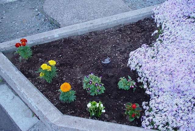 A flower bed