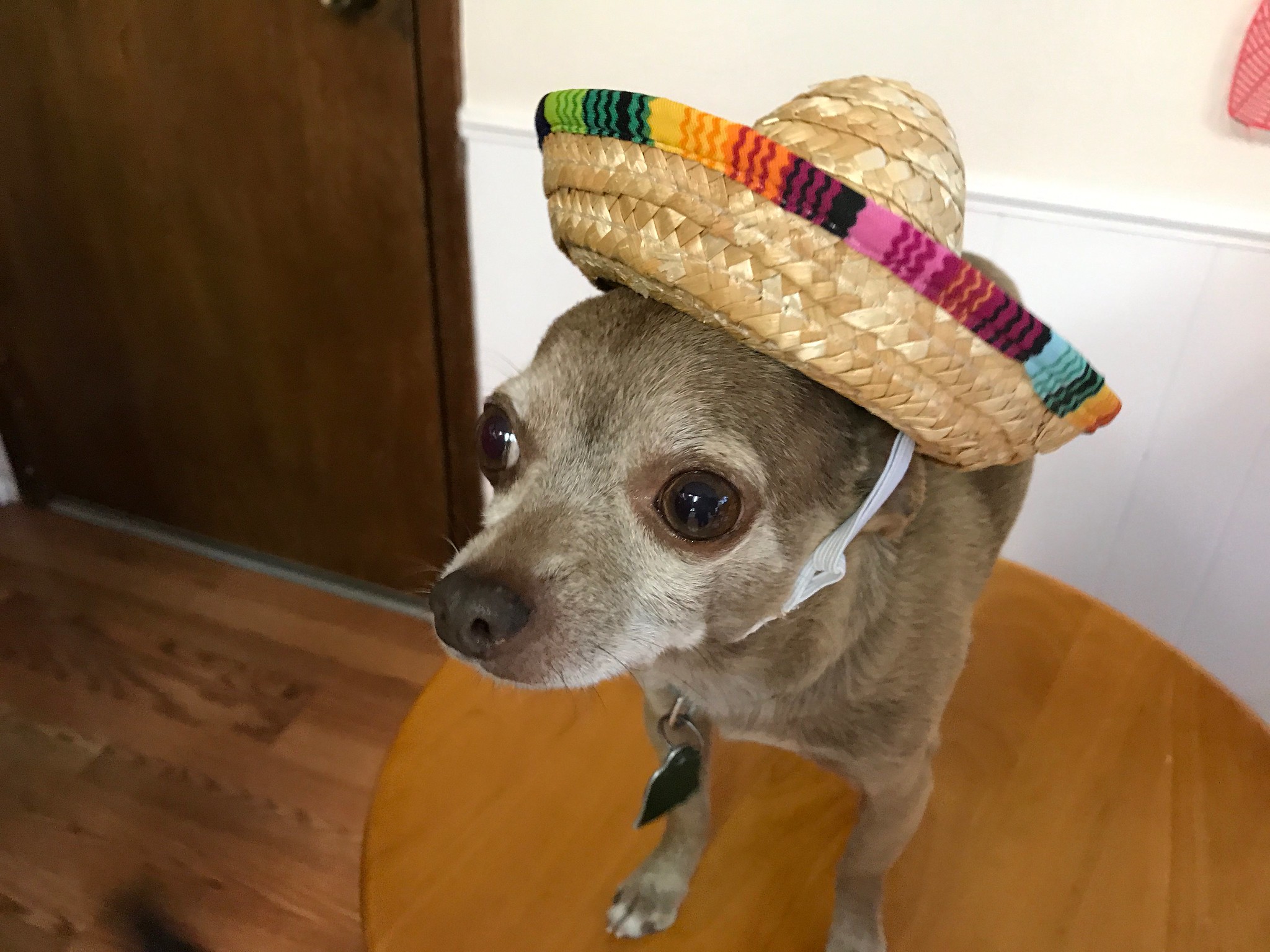 Dobby is ready for some tacos