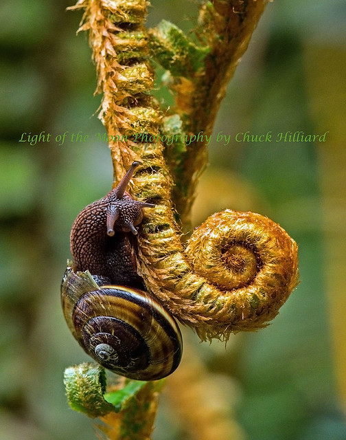fern snail-6828ps logo small