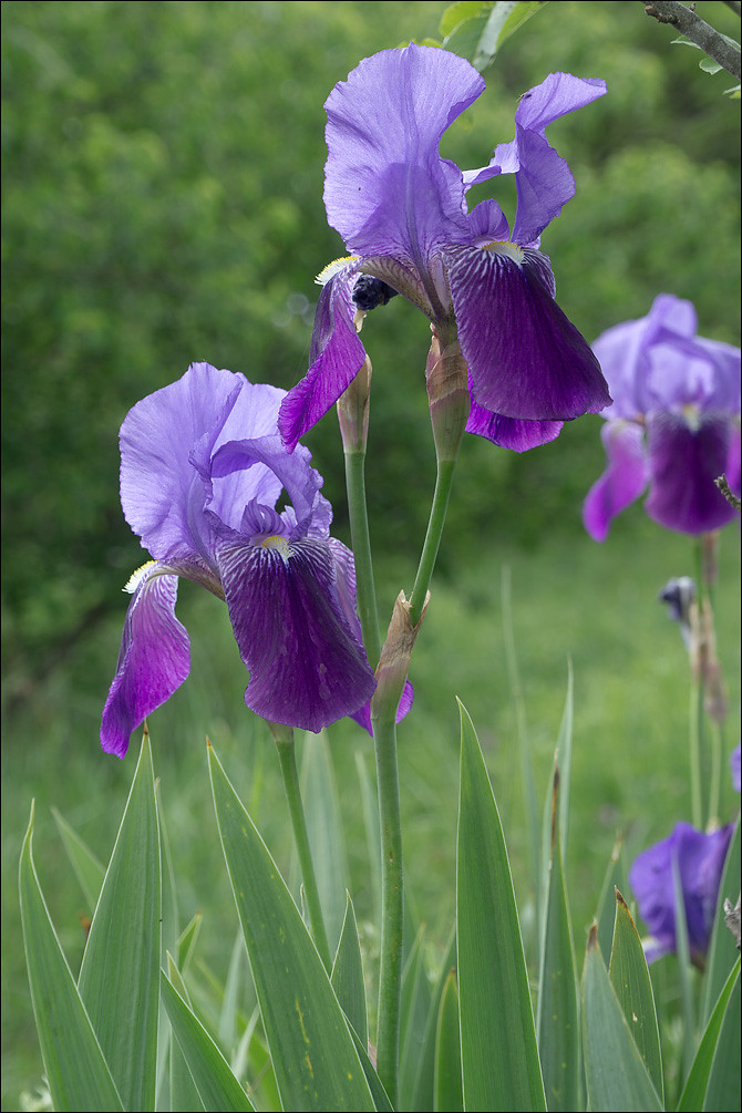 Iris-germanica_4 | Iris x germanica L., syn.: Iris germanica… | Flickr