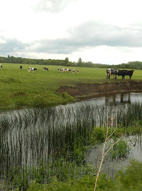 Cows, stream, reeds Thame Circular