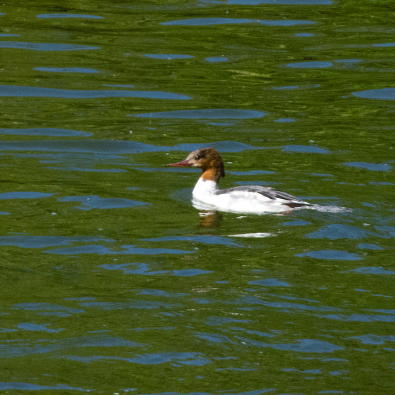 Female goosander floating downstream on Severn